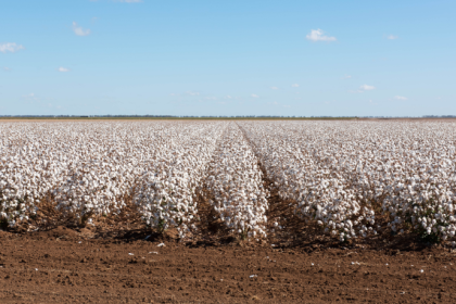João Eustáquio De Almeida Junior explica como o calendário agrícola orienta tempo, técnica e produção na safra.