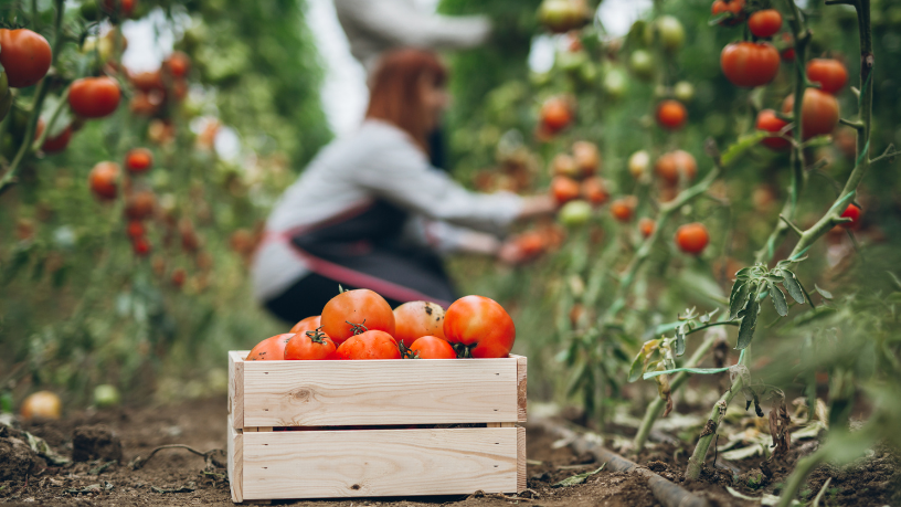 No artigo, João Eustáquio De Almeida Junior mostra como o calendário agrícola guia cada etapa da produção da safra.